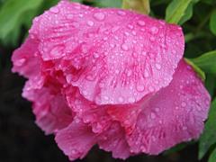 peony16b (16)